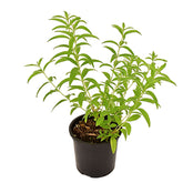 Λουίζα - Lippia citriodora